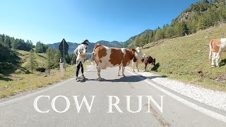 A Downhill Longboard short story: Cow Run