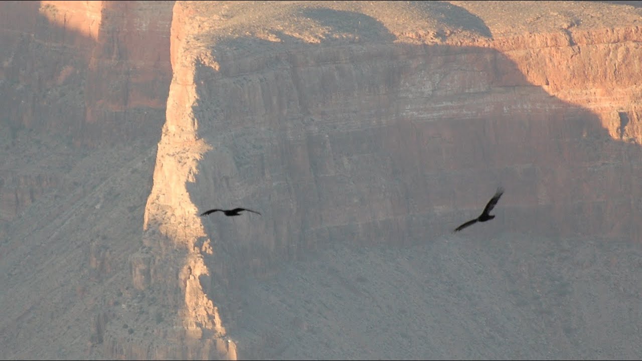 Californian Condors Flying In The Grand Canyon Youtube