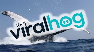 Whale Almost Lands on Snorkelers || ViralHog