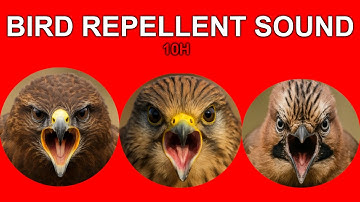 10 HOURS ANTI BIRD REPELLENT SOUND