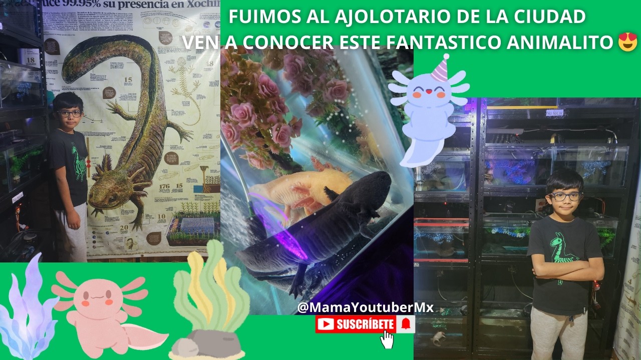 FUIMOS AL AJOLOTARIO DE LA CIUDAD VEN A CONOCER ESTE FANTASTICO ANIMALITO 😍