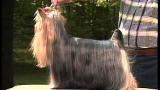 Yorkshire Terrier  AKC Dog Breed Series