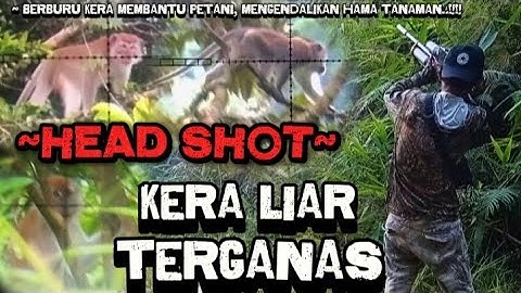 huting monkey..!! kera liar semakin banyak menyerang kebun, di habisi pemburu