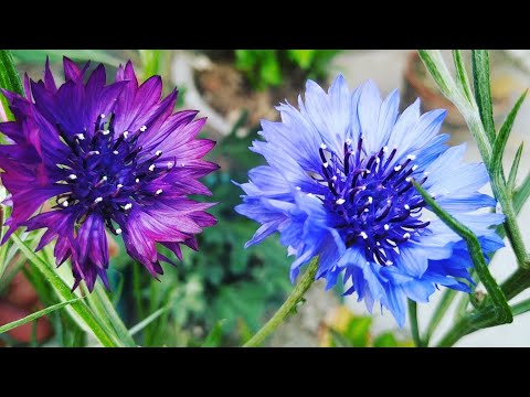 Video: Mga Cornflower (bulaklak): Paglalarawan, Kapaki-pakinabang Na Mga Katangian