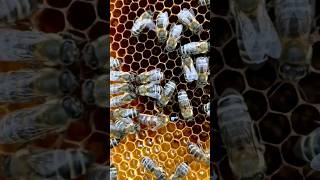 Apiculture bees النحل ???ملكة نحل العسل