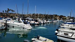 Another docking fail in Dana Point Harbor 8/8/2020