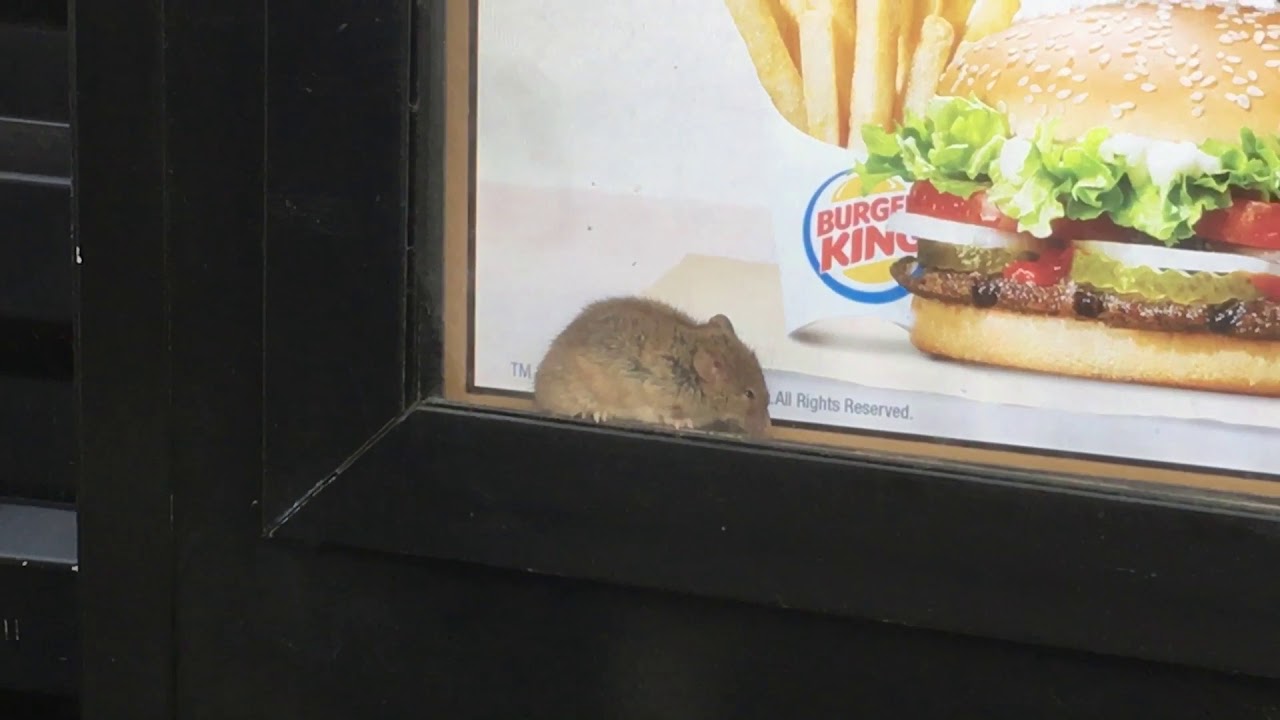 Make It A Meal, a mouse meal only at Burger King