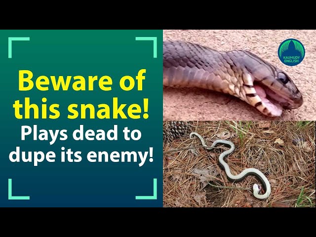 North Carolina issues warning about 'zombie snake' that tends to