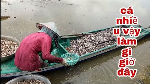 Bắt cá chốt mùa nước rút nhiều Kinh khủng luôn!....