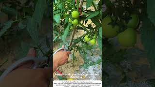 Tomato Sucker Pruning – Removing Bottom Side Shoots for Better Fruit 🍅✂️