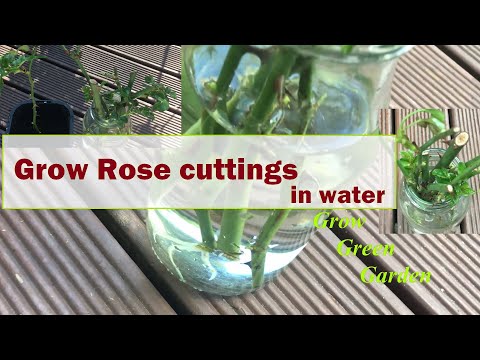 Wideo: Uprawa sadzonek róż w wodzie – porady dotyczące rozmnażania róż w wodzie