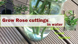 How to grow rose cuttings in water