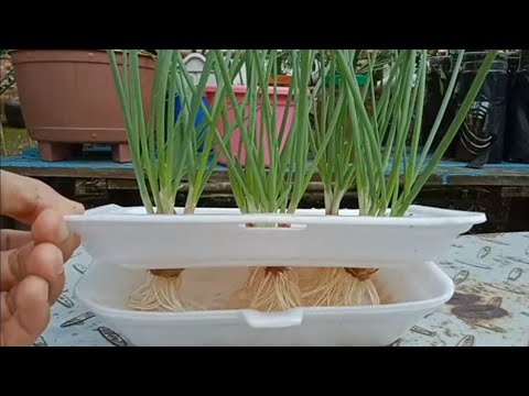 Video: Menanam Semula Bawang Putih - Petua Menanam Bawang Putih Dalam Air