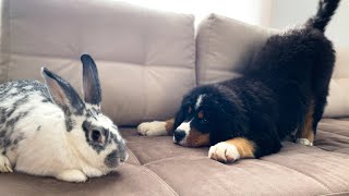 Bernese Mountain Dog Puppy Meets Giant Rabbit!