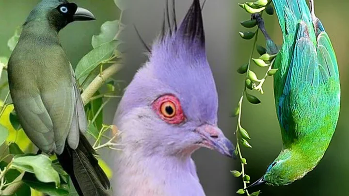 Most Beautiful Birds on Earth : Video You'll Ever See part 1| Breathtaking Nature & Healing Sounds