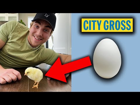 Video: Varför Hakar Kycklingar ägg