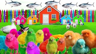 World Cute Chickens, Colorful Chickens, Rainbows Chickens, Cute Ducks, Cat, Rabbits,Cute Animals 🐤
