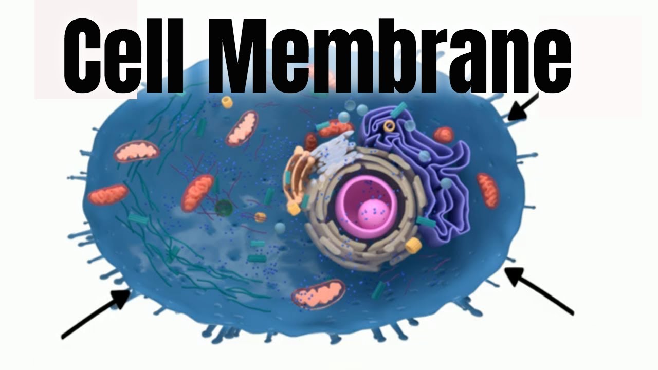 Cell membrane-Structure and Function