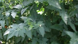 CIMG0425