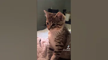 Play It Cool They Said 