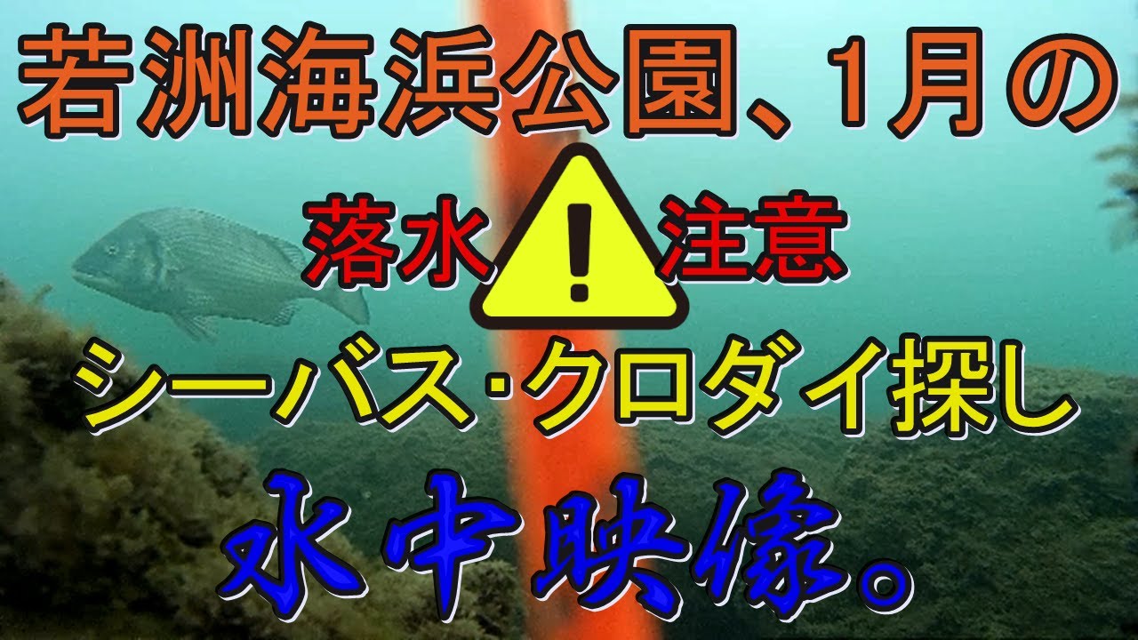 落水注意 年1月17日 若洲海浜公園 人口磯でシーバス クロダイ 朝マヅメ終わりごろ での魚探し 根の確認にも 水中映像 Youtube