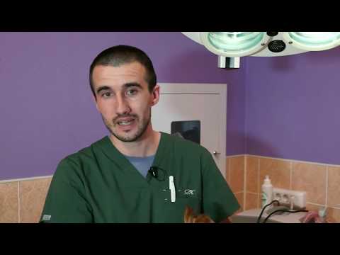 Video: Simptomi Estrusa Po Sterilizaciji Pri Psih