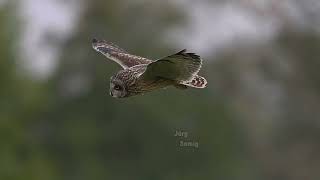 Short-eared owl - Sumpfohreule - kurze Jagdszene