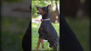 American or European Doberman?