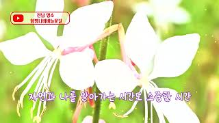 함평 나비바늘꽃길 힐링산책#전남여행 #전남명소 #전남가볼만한곳 #함담#함평은지금#함평군#함평군농업기술센터 #함평여행#함평가우라꽃길 #함평엑스포공원#함평천수변공원 #함평파크골프장
