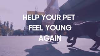 Hip Joint Complex Capsules Keep Your Cat Or Dogs Joints Healthy And Pain-Free Animigo