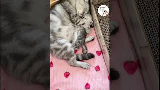 AWWW, Cuteness Overloaded! Cutest Kittens With Mum  EPS610