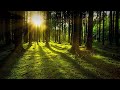 Miniature de la vidéo de la chanson Forest