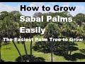 How to grow a beautiful sabal palm the easiest palm tree to grow