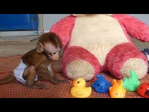 Baby Monkey Receives
