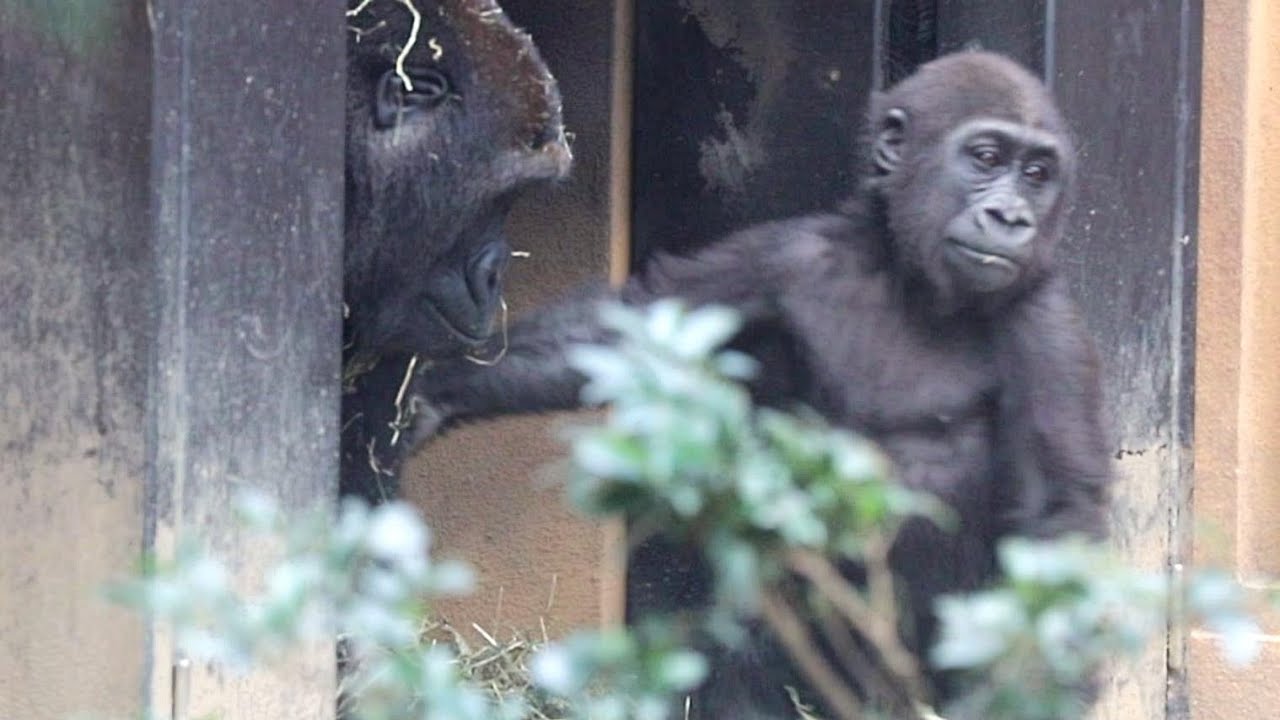 ゲンタロウとお母さんゲンキの親子喧嘩。仲裁に入るキンタロウが可愛い。【京都市動物園、ニシゴリラの家族】