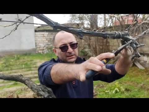 Video: Nar Ağacı Necə Əkilir: 12 Addım (Şəkillərlə)