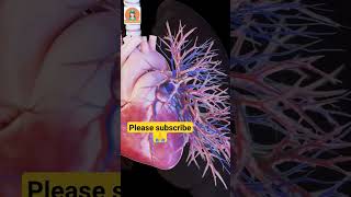 Anatomical Journey Of Blood Supply To Lungs, Heart, Blood Supply Of Heart...