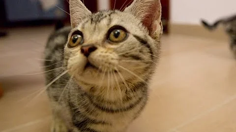 Video 794071: american shorthair silver tabby, shorthair cattery