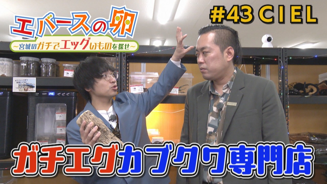 【エバースの卵】#43 ガチエグ カブトムシ・クワガタ専門店 仙台市宮城野区 放送未公開シーン有り【バンデス】