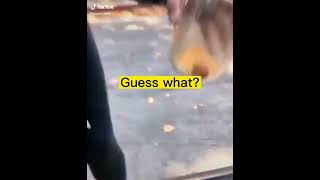 #dufos #mice #surprise #girl #lol #funny #wth #shorts #tiktok #awesome