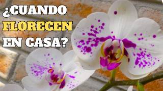 Cuando Florecen las Orquídeas en Casa