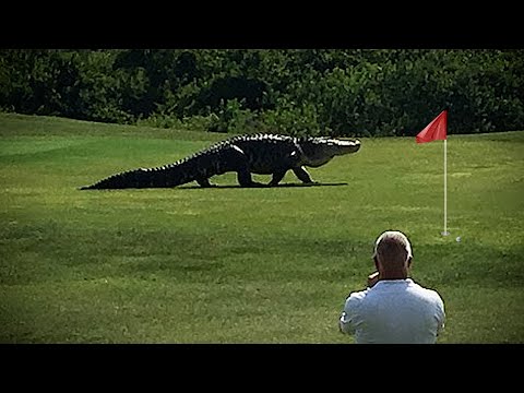 Video: Mirage En El Campo De Golf
