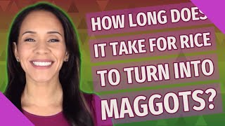 How long does it take for Rice to turn into maggots?