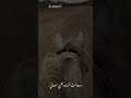 قال يبيع الدنيا على شاني 