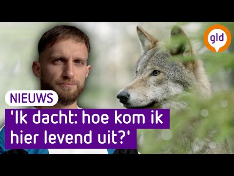 Video: Waar om wolfwandelaars te kyk?