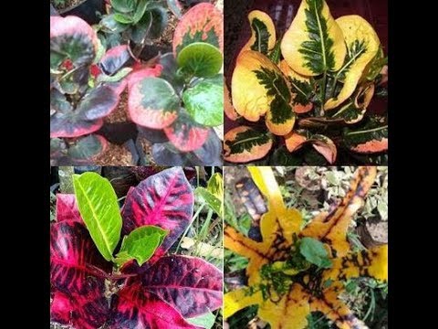 80 Jenis Bunga Puring, Type of Puring Flower - YouTube
