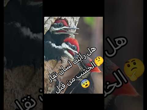 شاهد أغرب الألسنة للطيور Birds طيور حقائق معلومات حيوانات