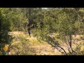 Featured Documentary - Wildlife Warzone - Episode 5: Suspicious activity