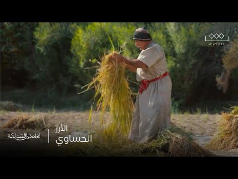 محاصيل المملكة الأرز الحساوي