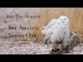 Relaxing Nature - Snowy Owls 4K